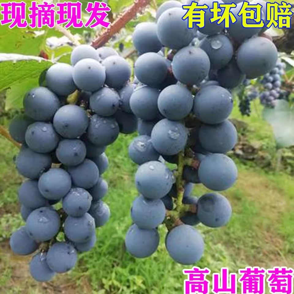 湖南怀化中方高山葡萄刺葡萄鲜食酿酒小颗粒葡萄