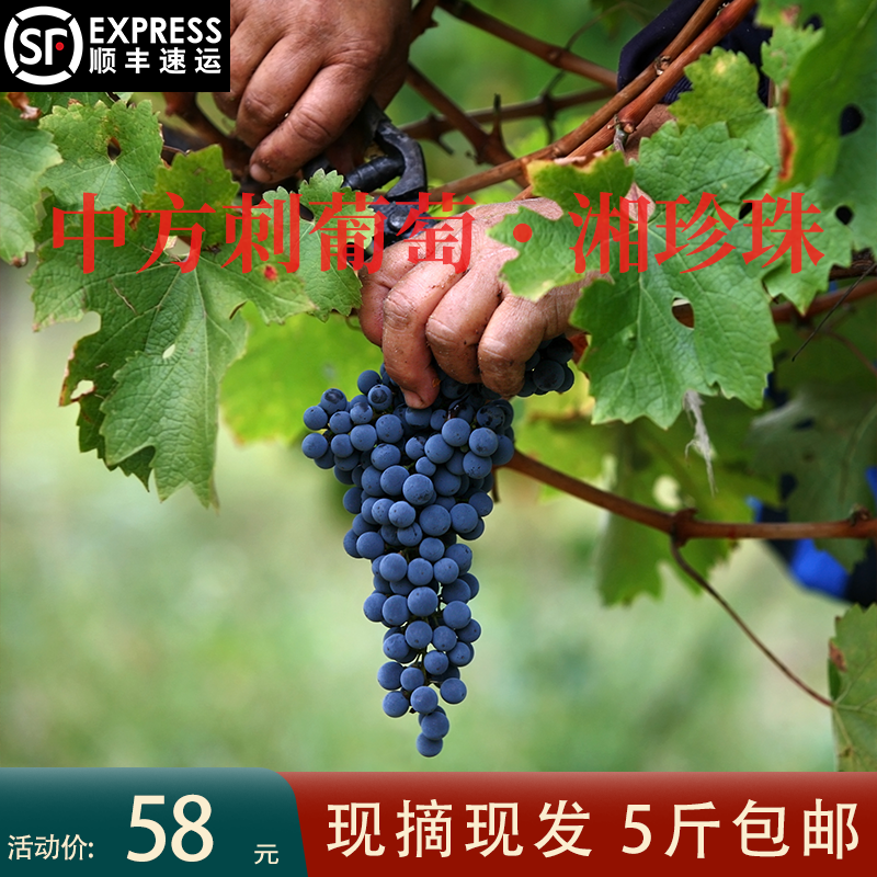 湖南怀化中方高山葡萄刺葡萄